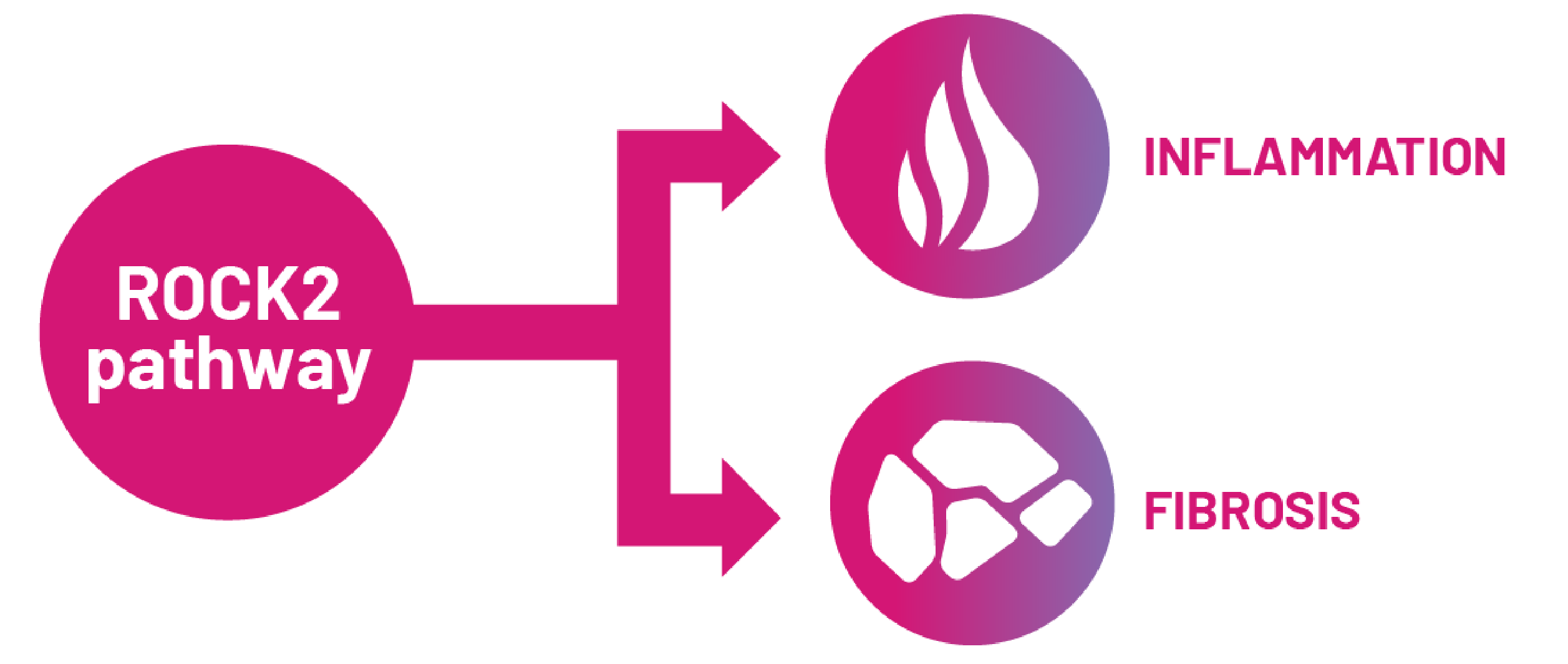 Infographic illustrating that the ROCK2 pathway leads to both inflammation and fibrosis.